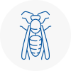 Emsworth Wasp Nest Removal